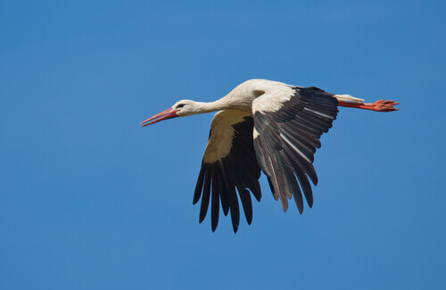 White stork migration is long and difficult.