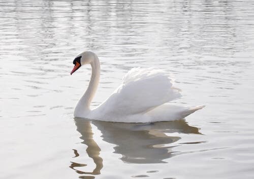 A swimming white swan.
