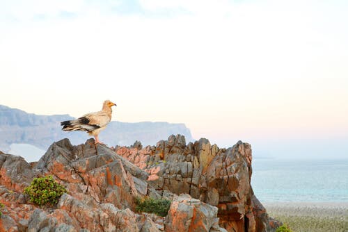 A white vulture standing on a rock.
