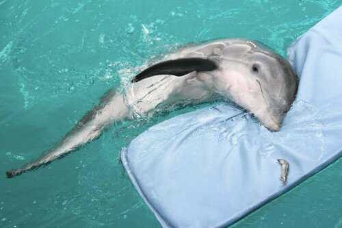 Winter The Dolphin: The Dolphin that Lost Her Fin - My Animals