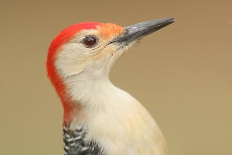 The woodpecker has evolved to be able to hit trees without harming themselves.