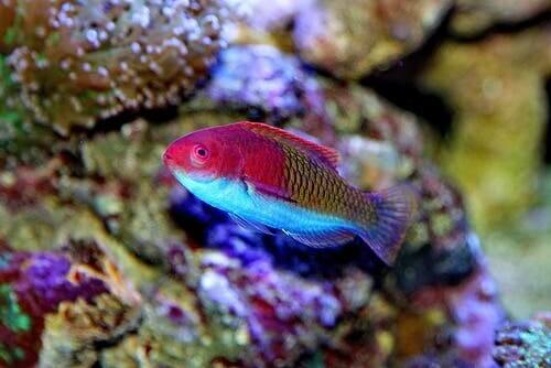 A wrasse in the ocean.