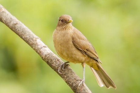 The yiguirro are another one of the most beautiful birds of Central America.