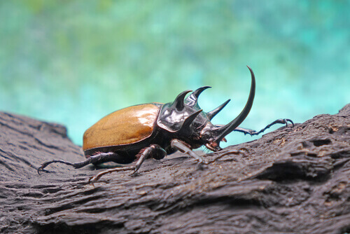 A beetle on a rock.