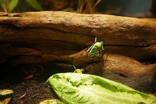 A bug in a terrarium.