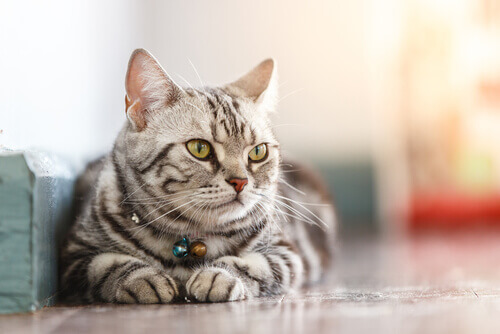 The Science Behind the Well-Being of Domestic Cats