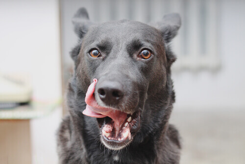 A dog licking their chops after undergoing mutilation.