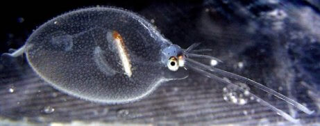 A glass squid.