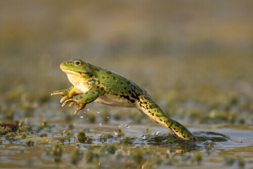 A leaping frog.