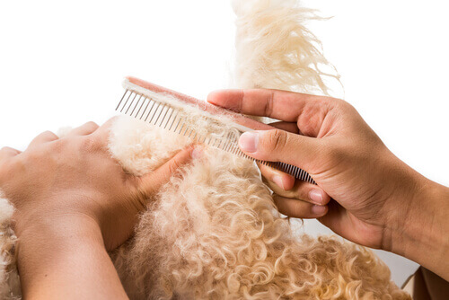 A person grooming a dog's coat.