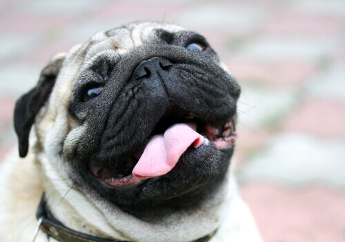 A pug trying to breath.