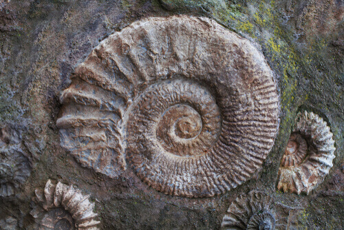 A rock with ammonite fossils.