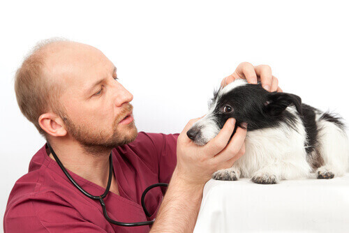 A vet examining a dog's eyes.