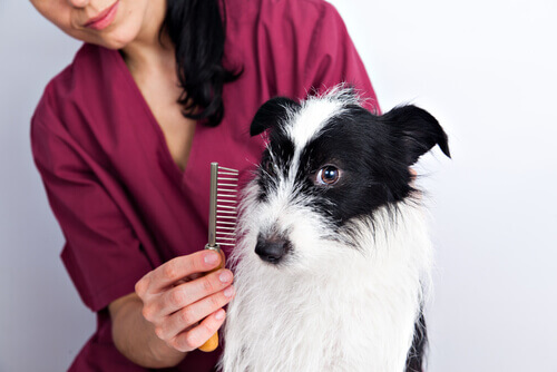 A Few Tips for Grooming a Dog's Coat