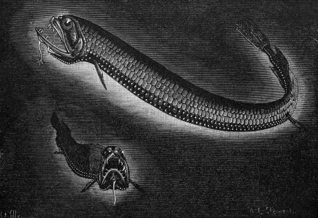 An illustration of a dragonfish.