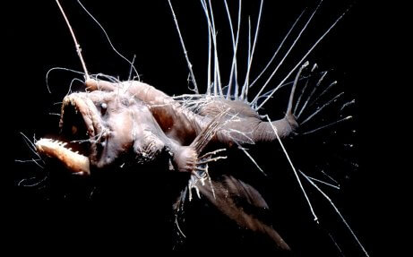 Sicyases sanguineus, one of the animals that live in the deep sea.