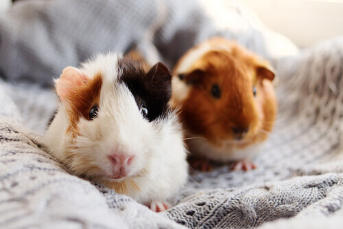 Two Guinea pigs.