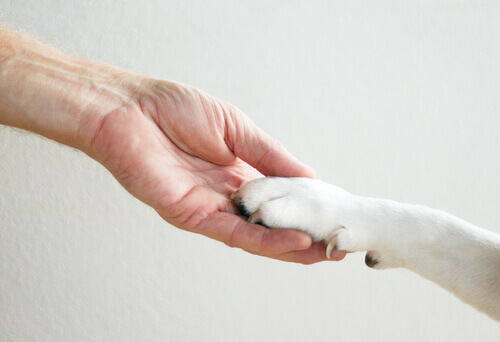 Paw pads are important to help animal's hunt safely.