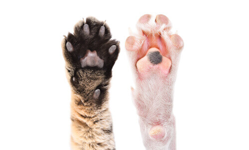 Interesting Facts about Animal Paw Pads
