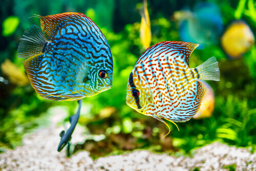 Certain fish prefer certain levels pH of an aquarium.