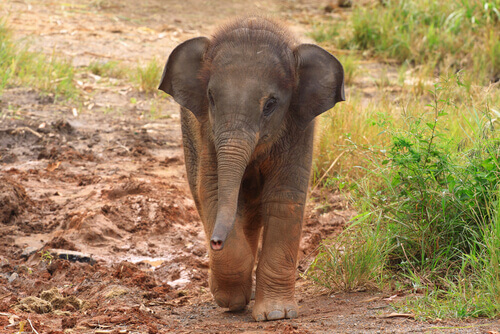 A baby elephant.