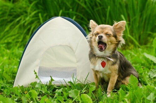 Camping with your dog is a great summer activity.