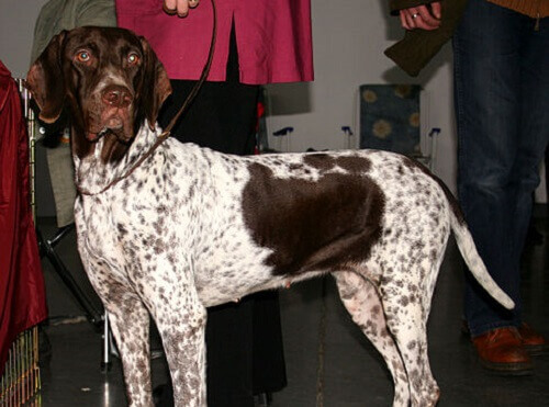 A Danish pointing dog.