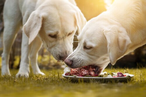 Two dogs eating their meal.