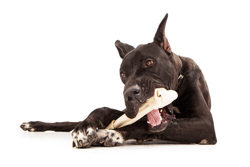 Was sind knorpelschützende Nahrungsergänzungsmittel für Hunde?