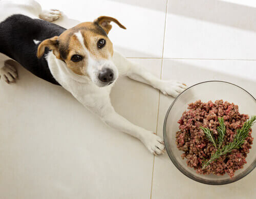 Are Dogs Naturally Carnivorous?