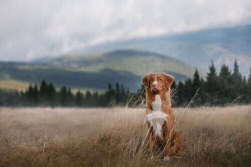A dog in a field.