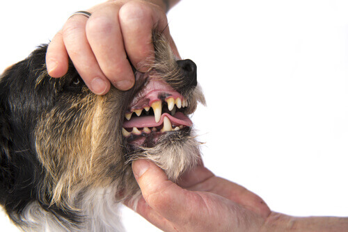 A person examining a dog's teeth.