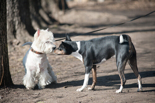 Two dogs smelling each other.