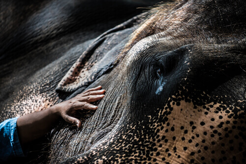 Special Facilities for Elephants in Captivity