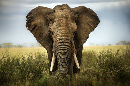 An elephant in the grasslands.