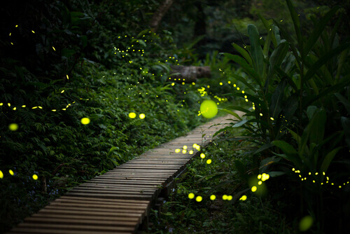 The habitat of fireflies.