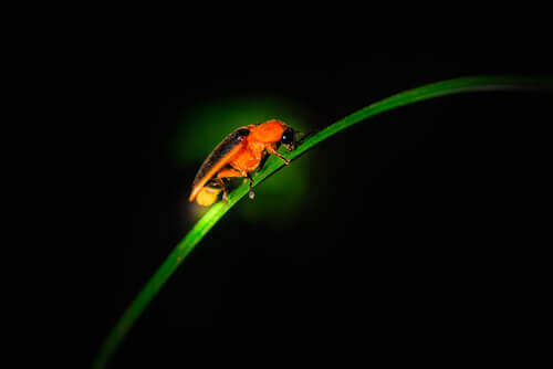 A firefly on a blade of grass.