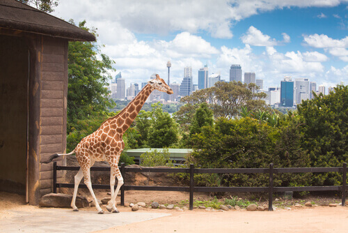A giraffe in the zoo.