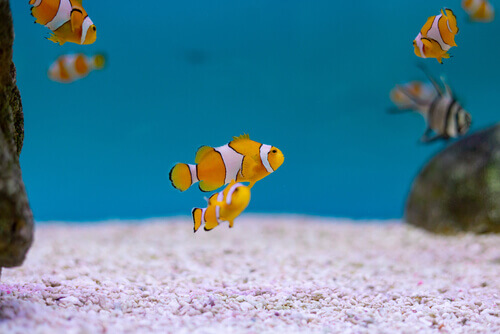 The Evolutionary Meaning of Being a Hermaphrodite