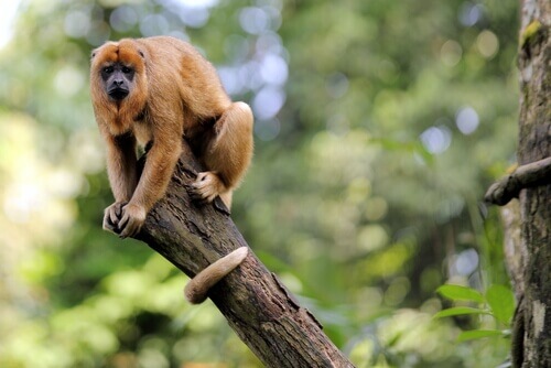 Een aap in een boom
