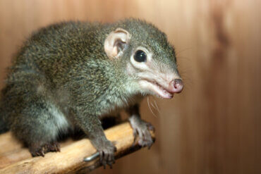 The Life Cycle of the Shrew - My Animals