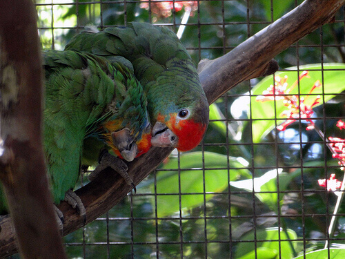 Two parrots in a cage.