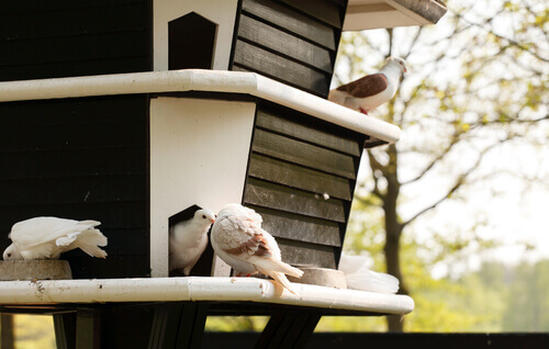 Pigeons in a dovecote.