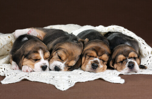 Four sleeping puppies.