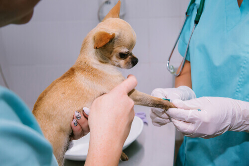 What Are Chondroprotective Supplements for Dogs?