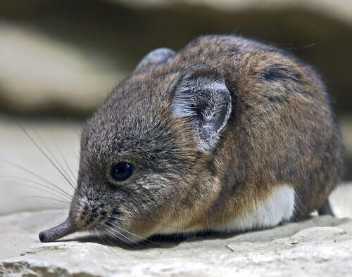 A tiny shrew perched on a rock.