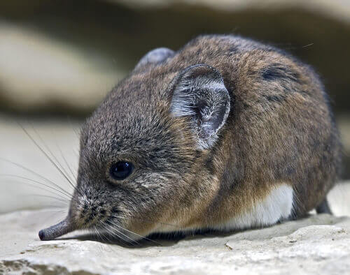 Shrew Evolution The Life Cycle of the Shrew - My Animals