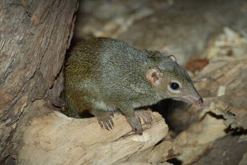 A shrew perched on a fallen branch.