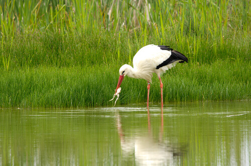 A stork catching a frog.