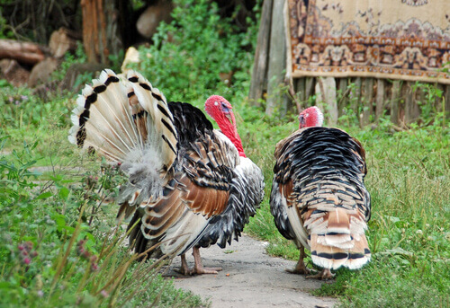 The origin of turkeys.